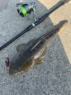 マゴチの釣果
