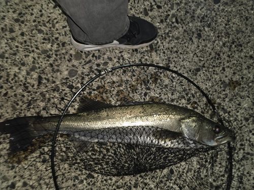 スズキの釣果