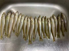 キスの釣果