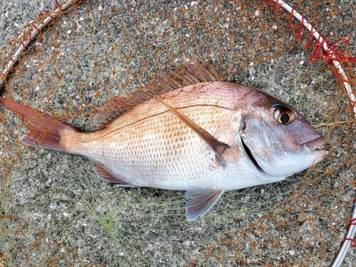 タイの釣果