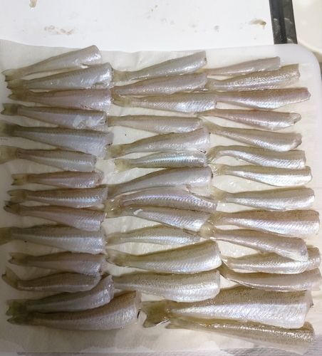 キスの釣果