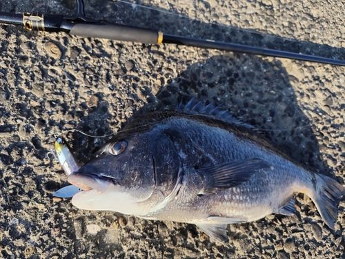 クロダイの釣果