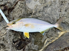 ネリゴの釣果