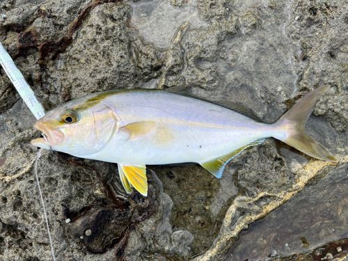 ネリゴの釣果