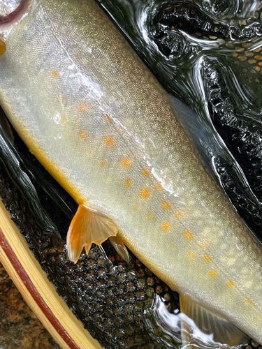 イワナの釣果
