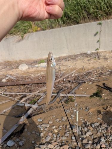 キスの釣果