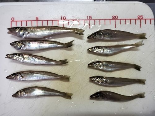 キスの釣果