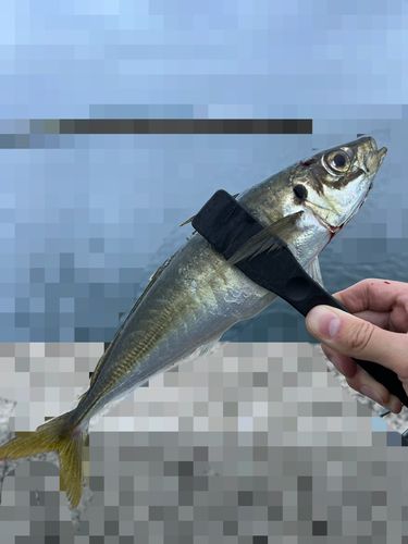 マルアジの釣果