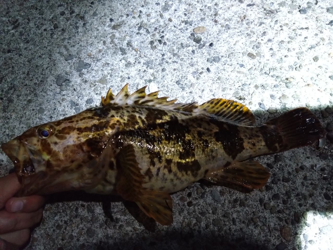 タケノコメバル