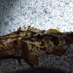 タケノコメバル