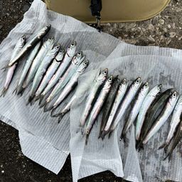 カタクチイワシ