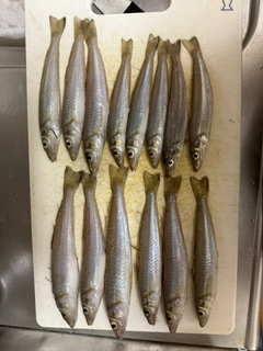 キスの釣果