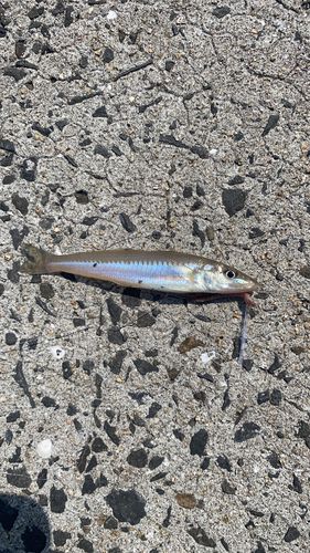 シロギスの釣果