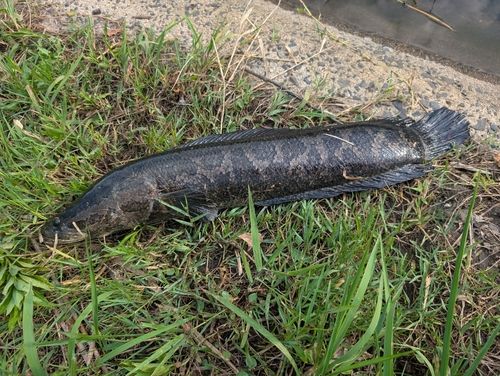 ライギョの釣果