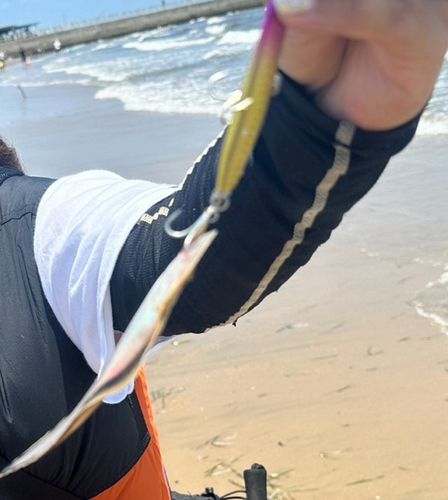 シタビラメの釣果