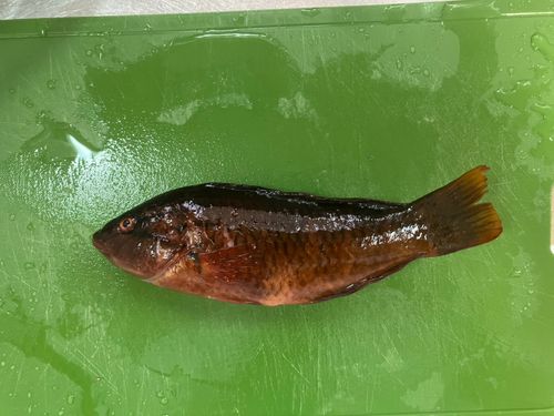 ホシササノハベラの釣果