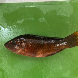 ホシササノハベラ