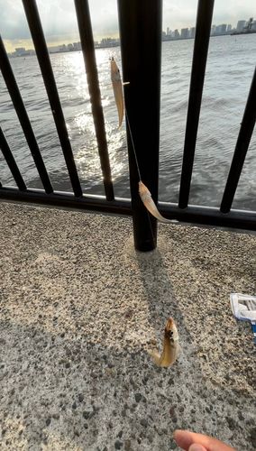 シロギスの釣果