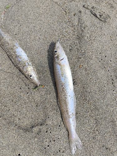 キスの釣果