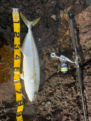 ヒラマサの釣果