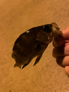 シロメバルの釣果