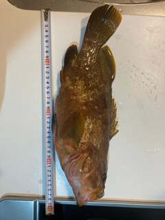 アコウの釣果
