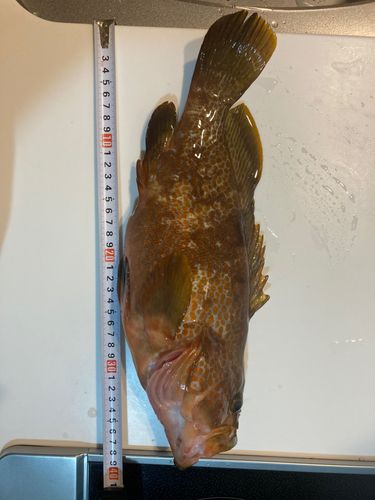 アコウの釣果