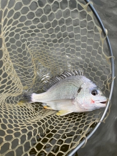 キビレの釣果