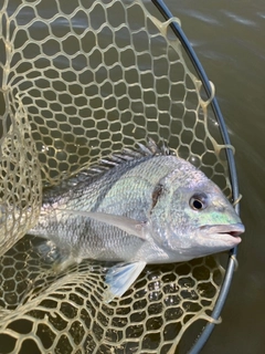 キビレの釣果