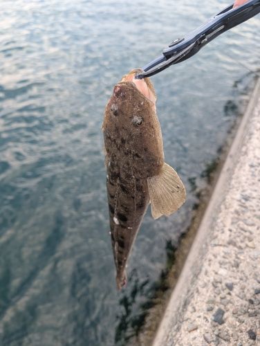 マゴチの釣果