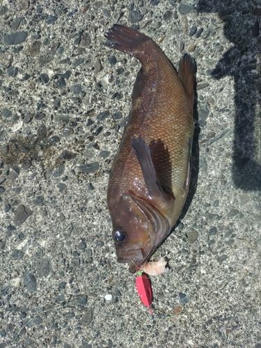 ガヤの釣果