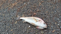 イシモチの釣果