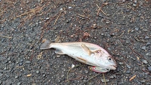 イシモチの釣果