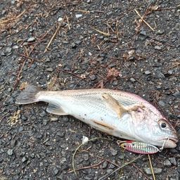 イシモチ