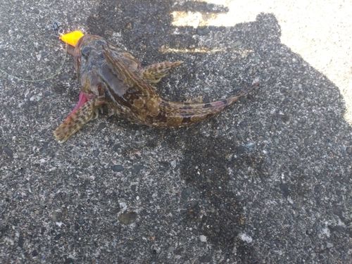 カジカの釣果