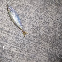 アジ