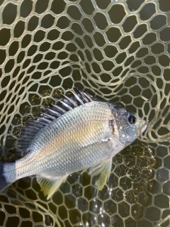 キビレの釣果