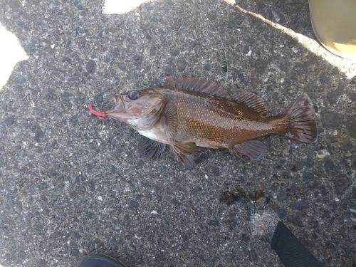 ガヤの釣果