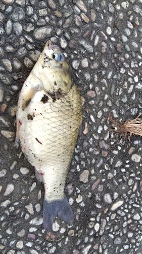 フナの釣果