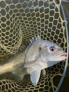 キビレの釣果
