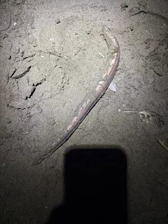 マアナゴの釣果