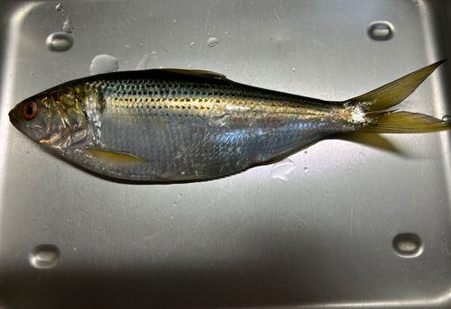 コノシロの釣果
