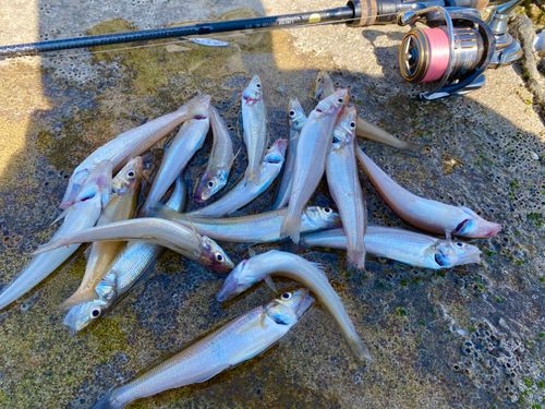 シロギスの釣果