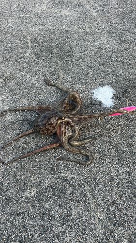 タコの釣果