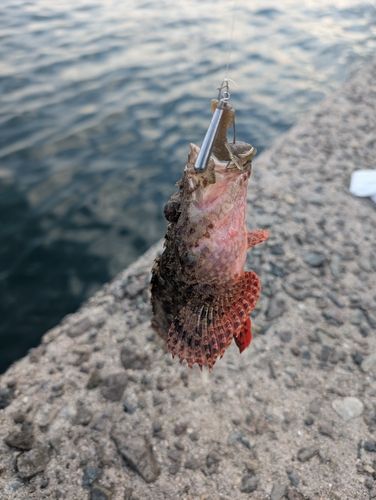 オニカサゴの釣果