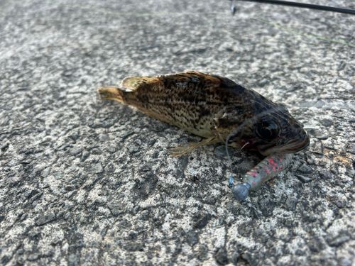 クロソイの釣果