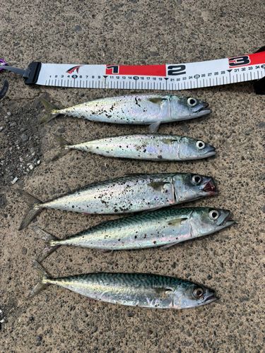 サバの釣果