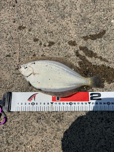 マガレイの釣果