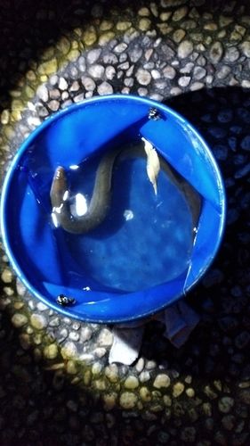 ウナギの釣果
