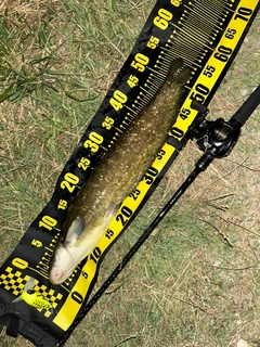 ナマズの釣果